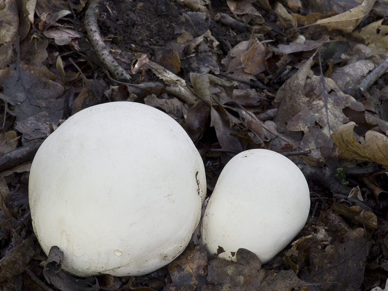 Calvatia gigantea